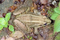 Leptodactylus latrans