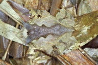 Proceratophrys subguttata