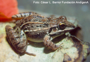 Leptodactylus fuscus