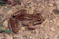 Leptodactylus bolivianus