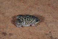 Hemisus marmoratus