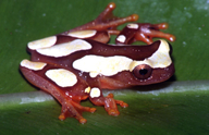 Dendropsophus leucophyllatus