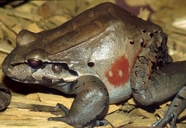 Leptodactylus pentadactylus