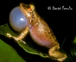 Eleutherodactylus coqui