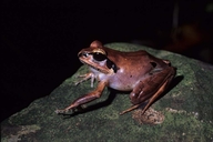 Aglyptodactylus securifer