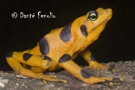 Atelopus zeteki