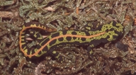 Triturus pygmaeus