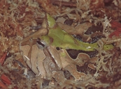 Ceratophrys cornuta