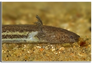 Pseudobranchus striatus spheniscus
