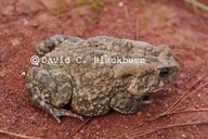 Sclerophrys regularis