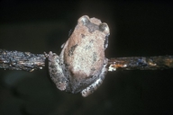 Leptopelis viridis
