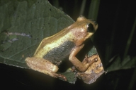 Hyperolius viridiflavus bitaeniatus