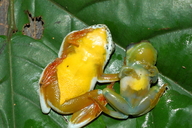 Hyperolius ocellatus