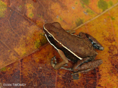 Ameerega altamazonica