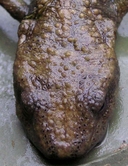 Paramesotriton zhijinensis