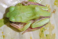 Leptopelis nordequatorialis