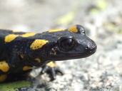 Salamandra salamandra almanzoris