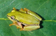 Heterixalus boettgeri