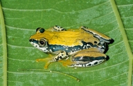 Heterixalus tricolor