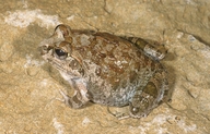 Laliostoma labrosum