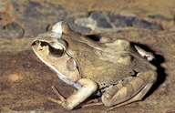 Aglyptodactylus laticeps