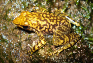 Micrixalus saxicola