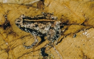 Stumpffia tetradactyla