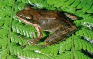 Gephyromantis granulatus