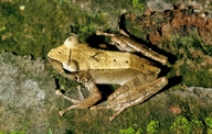Gephyromantis leucomaculatus