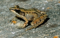 Mantidactylus brevipalmatus