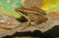 Mantidactylus delormei