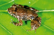 Mantidactylus tricinctus