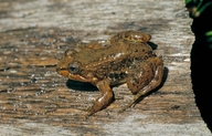 Mantidactylus alutus