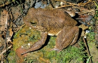 Mantidactylus guttulatus