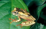 Boophis picturatus