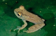 Boophis vittatus