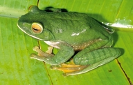 Boophis albilabris