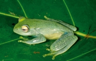 Boophis andreonei