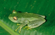 Boophis septentrionalis