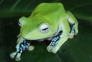 Norhayati's Gliding Frog