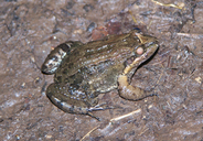 Leptodactylus melanonotus