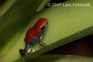 Oophaga granulifera