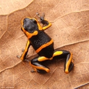 Ranitomeya summersi