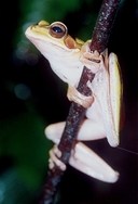 Rana de Arbol
