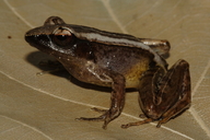 Mantidactylus aerumnalis