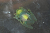 Hyperolius ocellatus