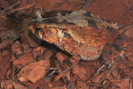 Sclerophrys camerunensis