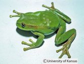 Gastrotheca orophylax