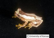 Dendropsophus gryllatus