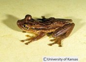 Scinax quinquefasciatus